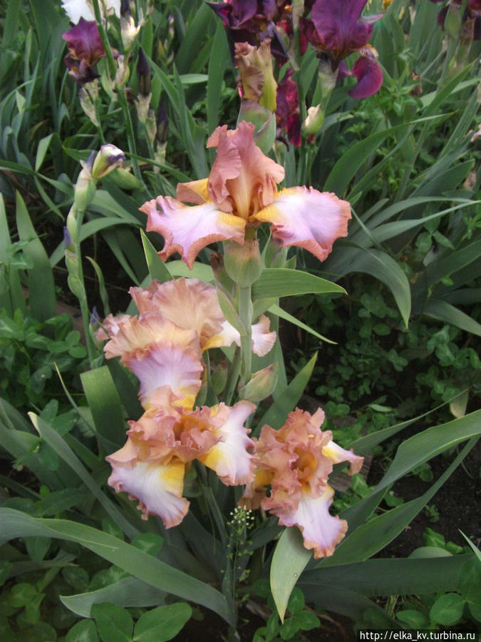 Новости ирисового сада — 2014 (1)