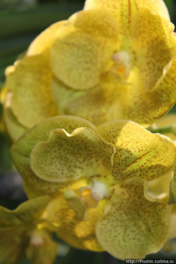 Чиангмай, 6-й день, Парк орхидей Чиангмай, Таиланд