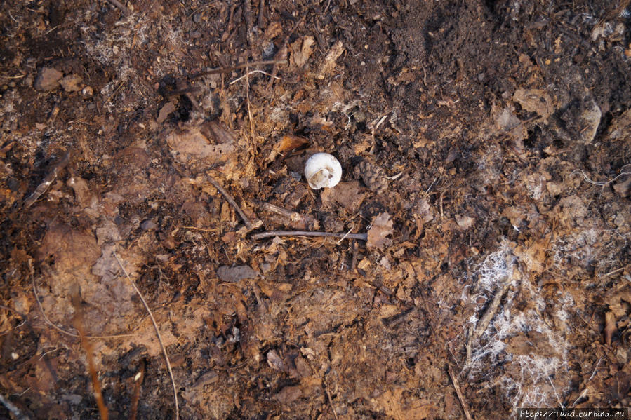 Крик природы. Дорога домой. Дальнегорск, Россия