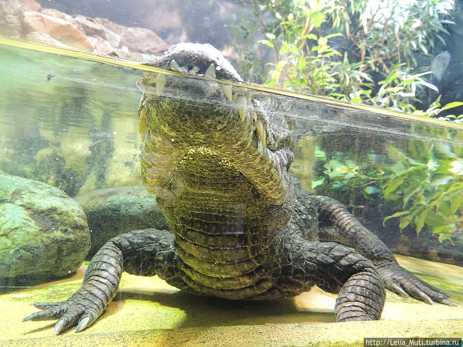 Zoo Roma Рим, Италия