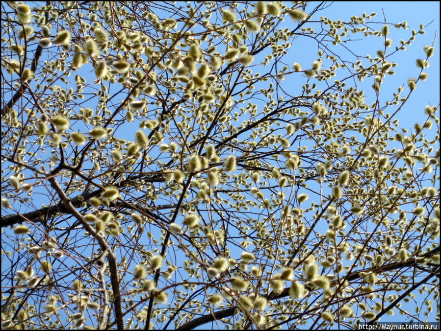 Пусть  летят  по  небу  лебеди... Южно-Сахалинск, Россия