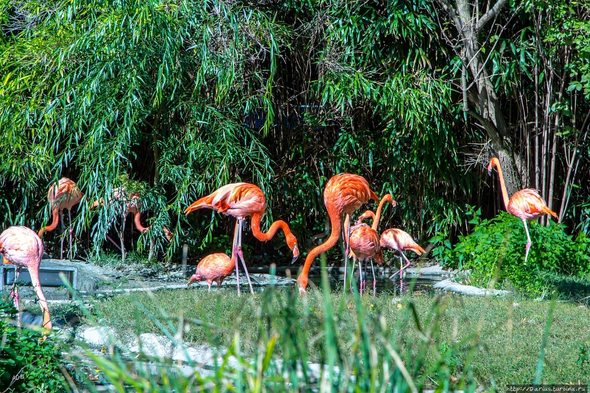 Вена 2019 — Зоопарк Вена, Австрия