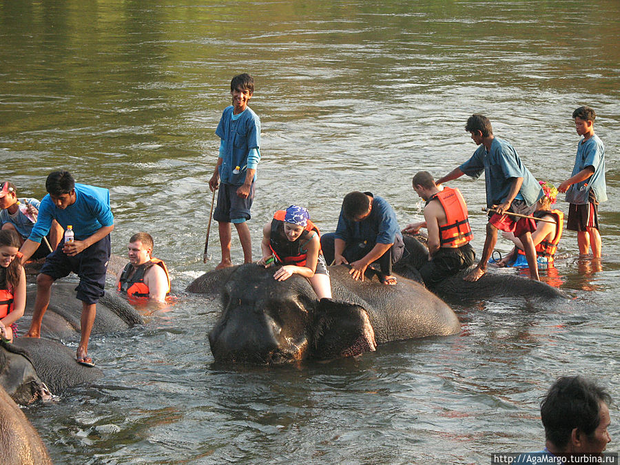 Купание со слонами Таиланд