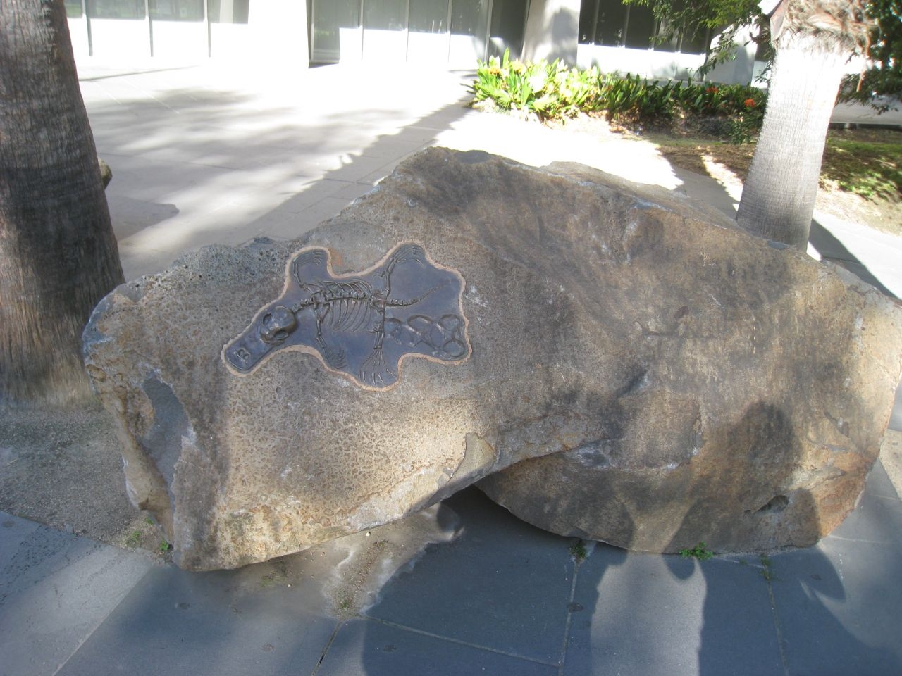 Ископаемые камни Фоссили Мельбурн, Австралия