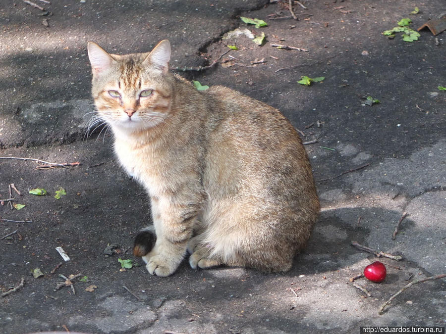 Мурчащие коты, яркие и не очень))) Санкт-Петербург, Россия