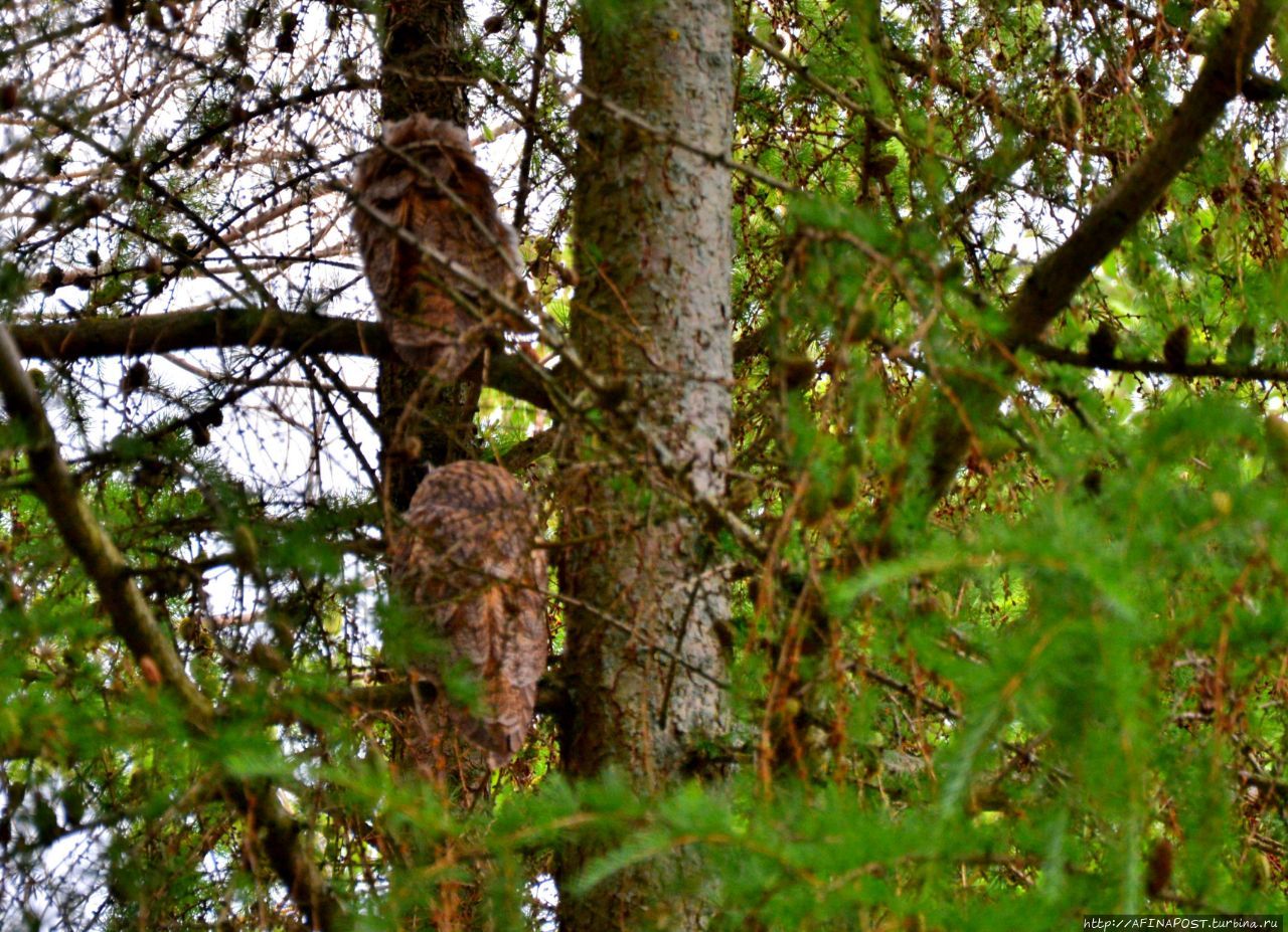 Совы. Игра в прятки Внуково, Россия