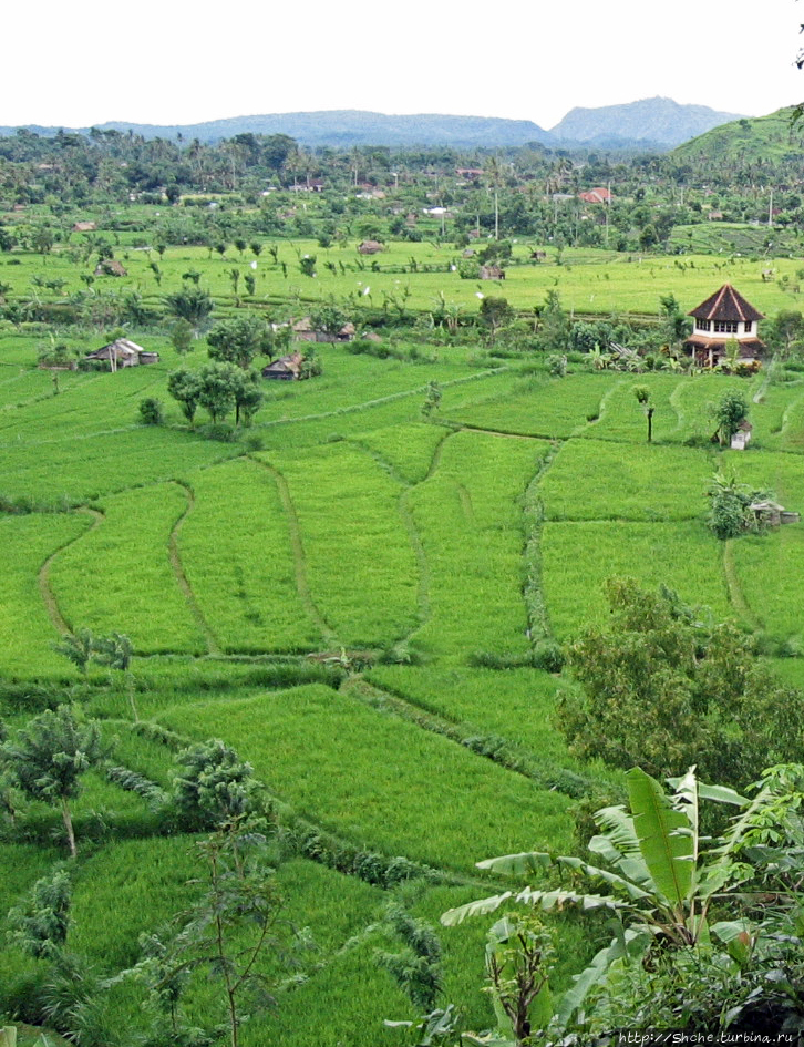 Рисовые террасы Катур-Ангга-Батукару Бедугул, Индонезия