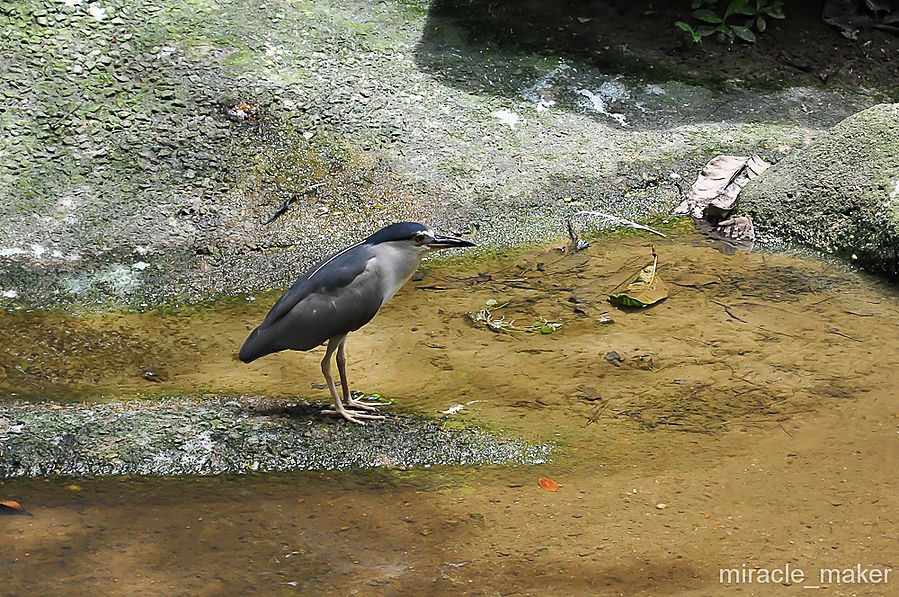 Еще пара птичек … Куала-Лумпур, Малайзия