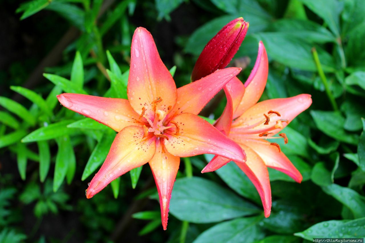 Лилии — безусловно красотки. Правда, ухода требуют основательного, да и компанию им найти порой бывает непросто. Лилии — безусловно красотки. Правда, ухода требуют основательного, да и компанию им найти порой бывает непросто.