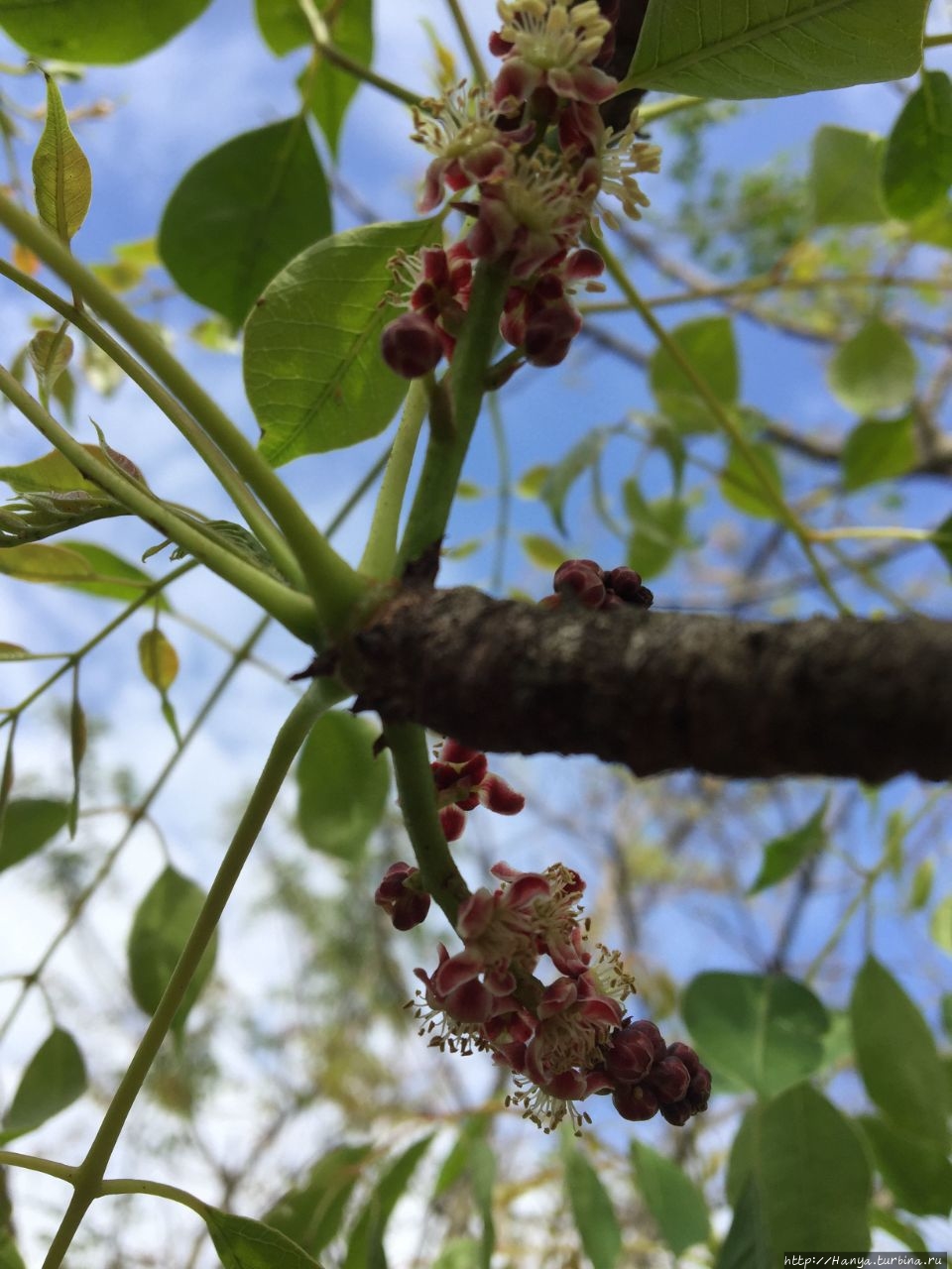 Цветение Sclerocarya birrea (Marula tree). Из интернета Провинция Квазулу-Натал, ЮАР