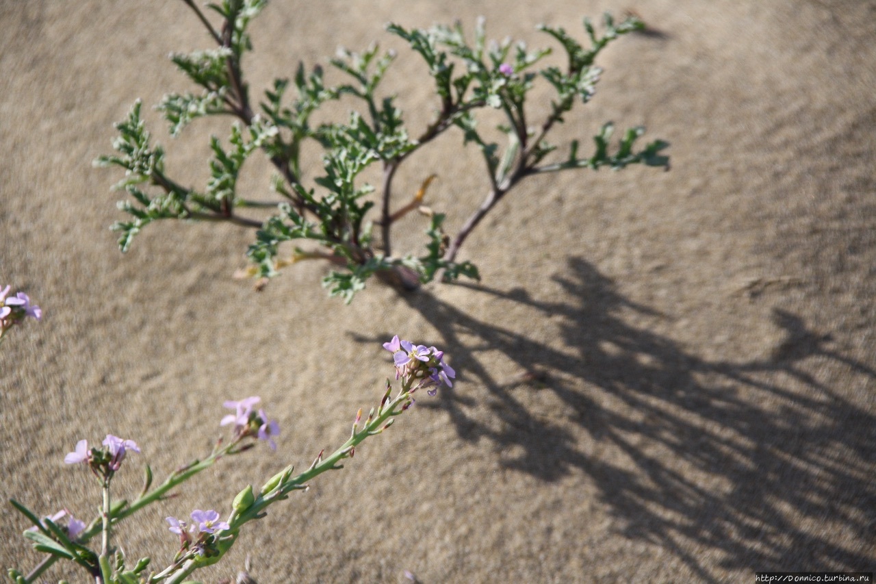 Дюны в дельте Эбро / Dunes in the delta of Ebro