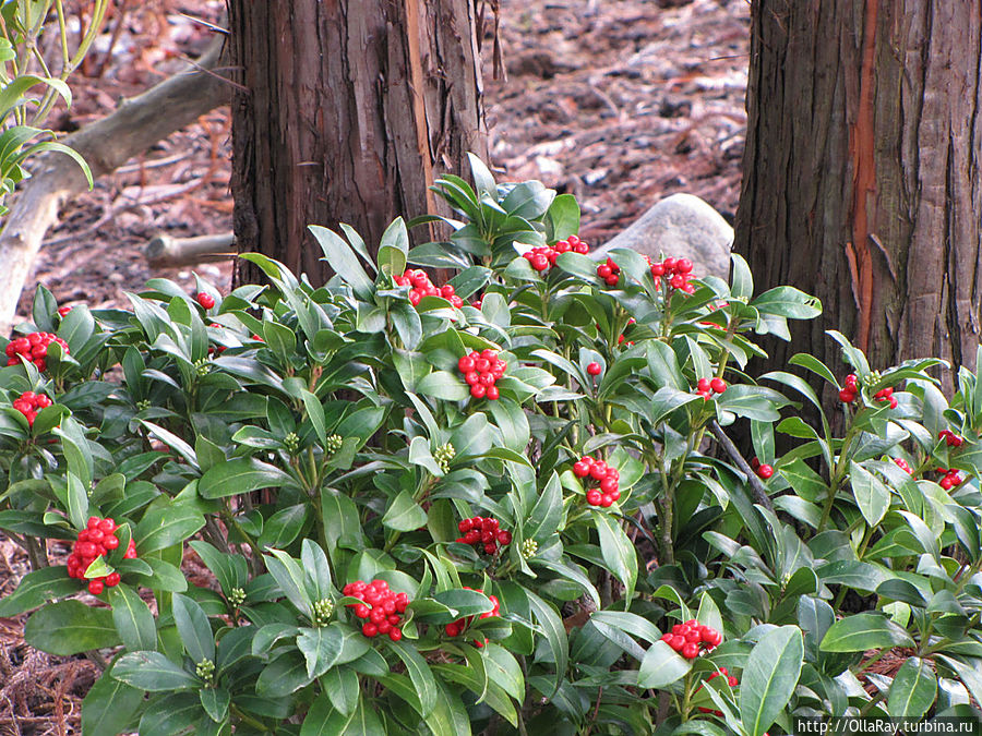 Моя мечта — Скиммия японская (Skimmia japonica)