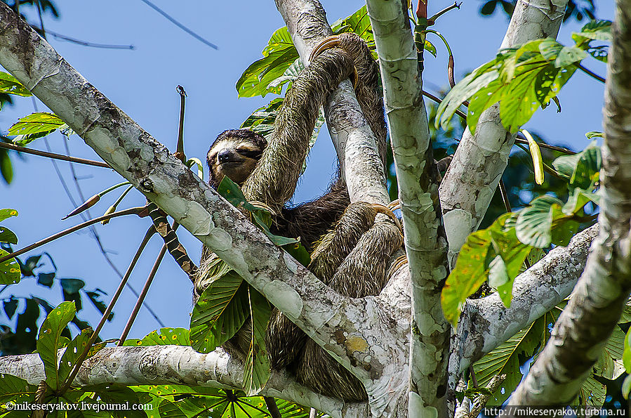 Знакомство с Коста Рикой и парк Верагуа Провинция Лимон, Коста-Рика