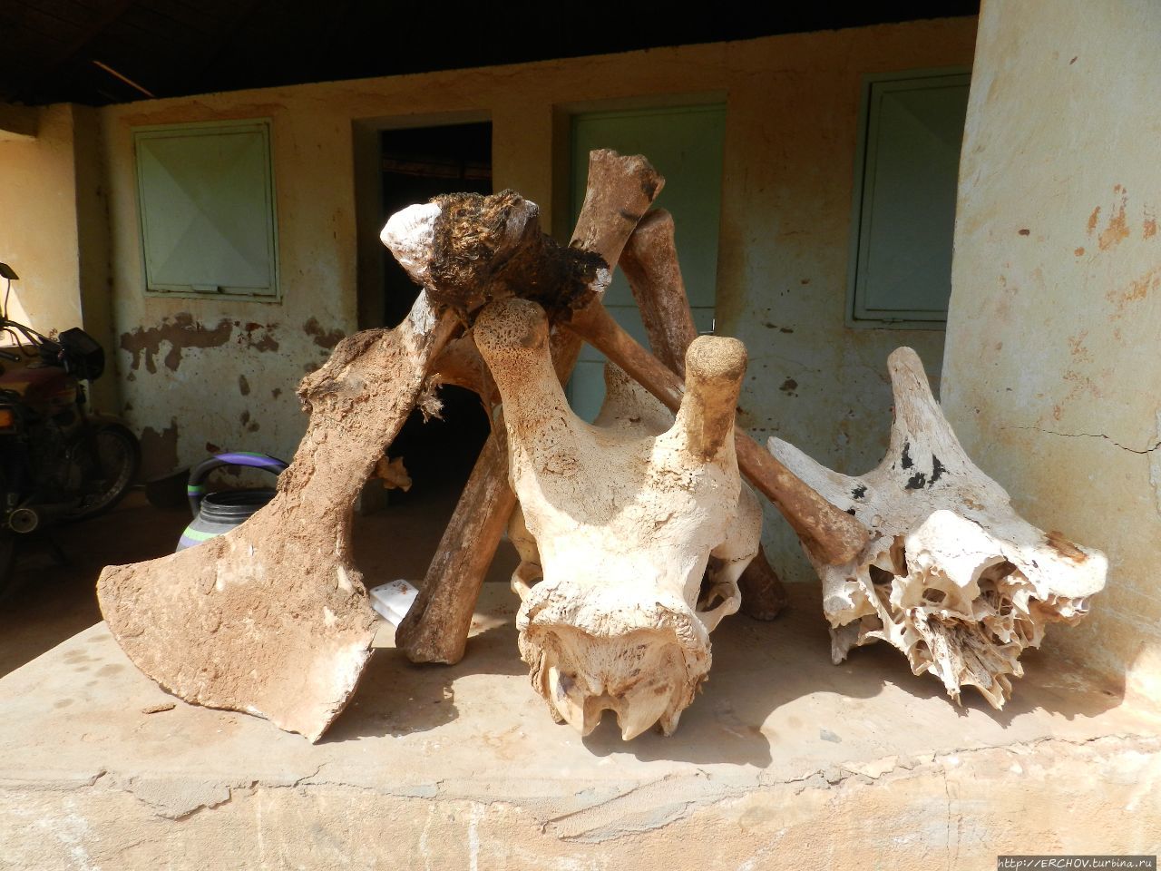 Нигер. Ч — 27. Султан Доссо. Заповедник жирафов. Ниамей Доссо, Нигер