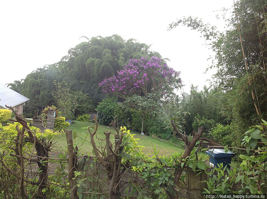 Сейчас на Реюньоне осень, в цветении преобладает синий и фиолетовый. Реюньон