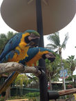 Жовто-блакитные попугаи ара.