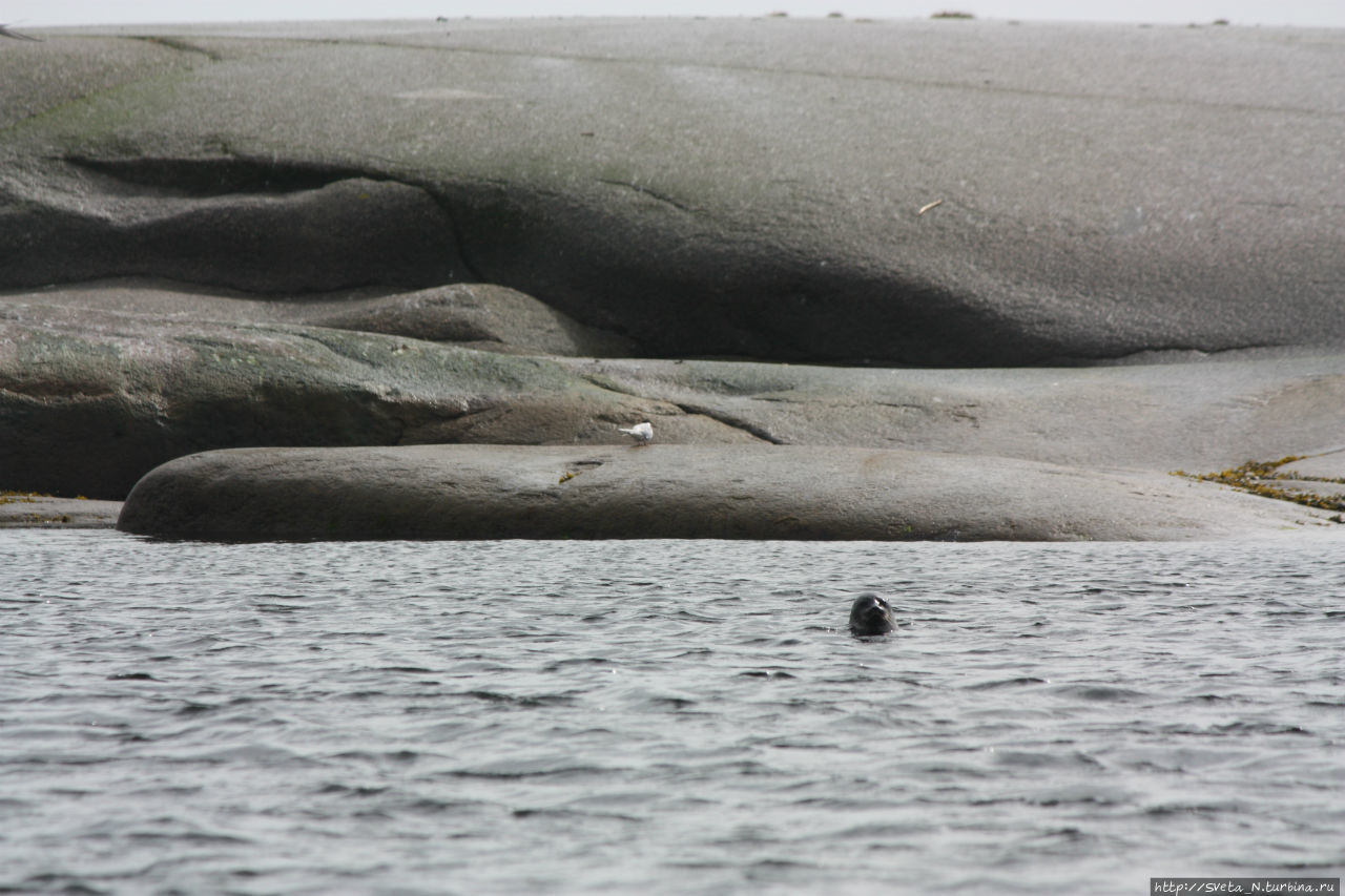 Морские прогулки к тюленям и белухам Соловецкие острова, Россия