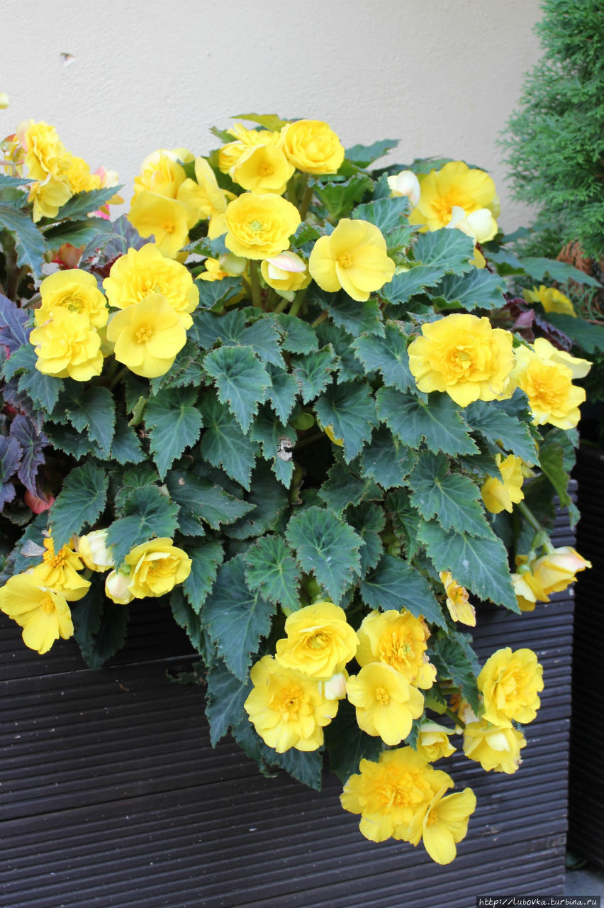 Осенняя Рига Рига, Латвия