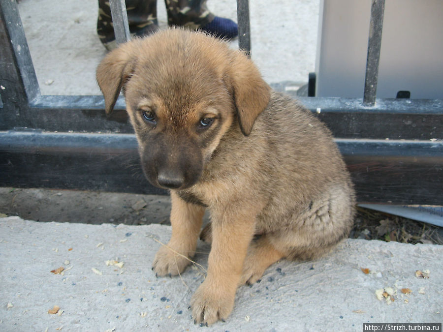 Клевые щенки в Ласпи Балаклава, Россия