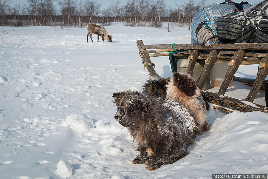 Заполярная правда Салехард, Россия