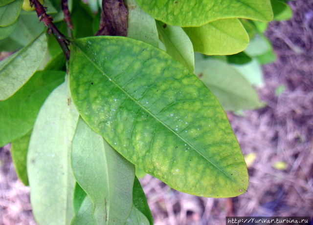 Лист коки или Ко́ка (лат. Erythróxylum cóca) — вид кустарниковых растений. Родина — северо-запад Южной Америки Сан-Педро-де-Атакама, Чили