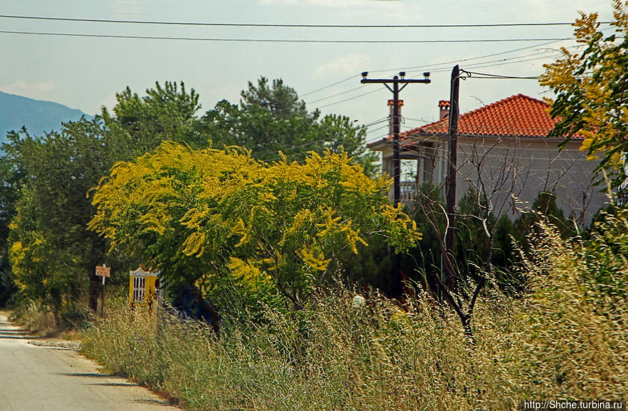 Греческие картинки — сосны да оливки (обычный фотоальбом) Греция