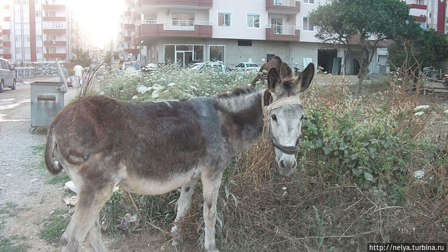 Трудяги с пляжа на ночлеге