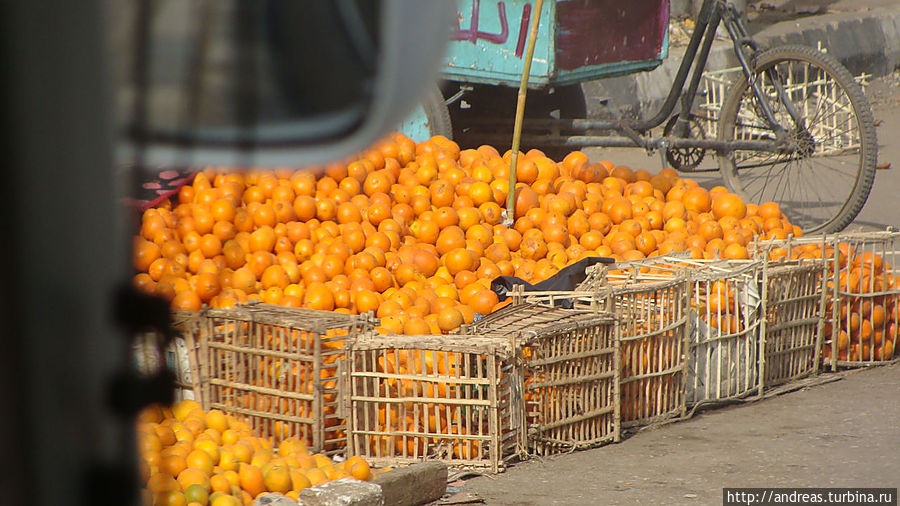 Апельсины продают просто с земли Египет