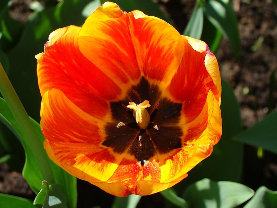 Девочки! Весна! Москва, Россия