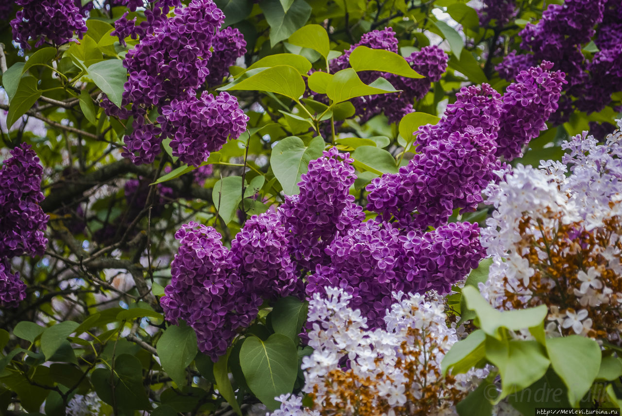 В воскресенье у Оперного Рига, Латвия