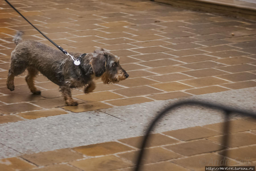 В дождик в Париже Париж, Франция
