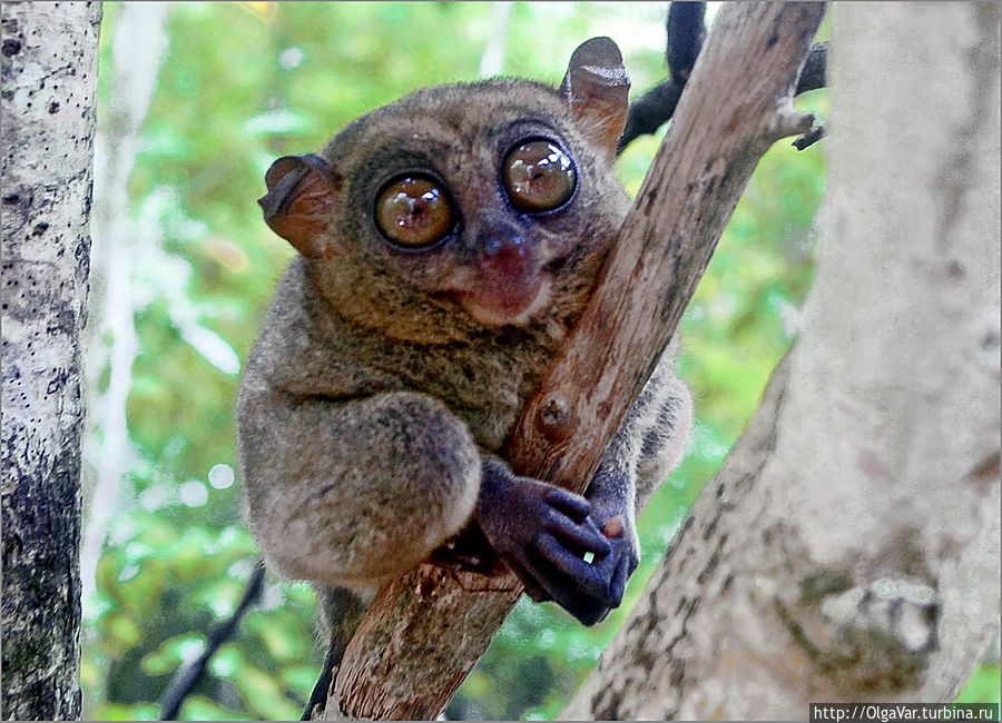 *Жизнерадостный долгопятик