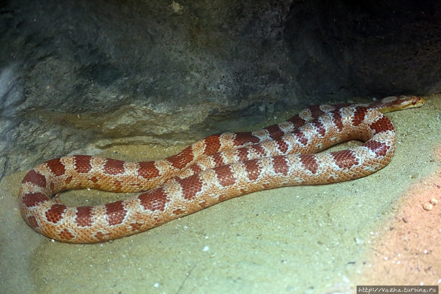 Морская змея Бангкок, Таиланд