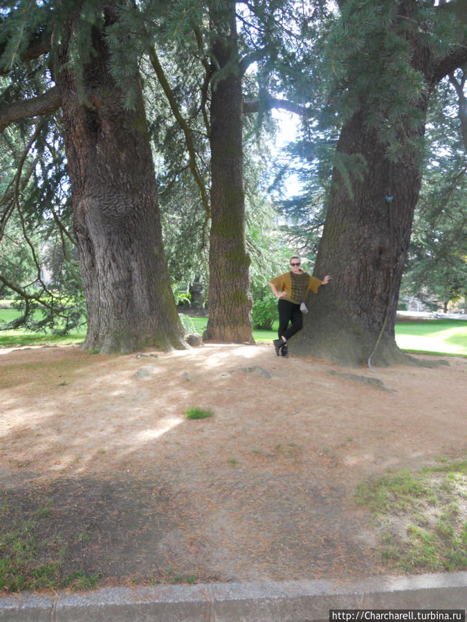 Вековые хвойные деревья перед входом во дворец реально впечатлили Ла-Гранха-Де-Сан-Ильдефонсо, Испания
