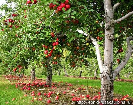 Старый яблоневый сад. Между деревьев обязательные 3-6 метров. Москва и Московская область, Россия