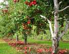 Старый яблоневый сад. Между деревьев обязательные 3-6 метров.