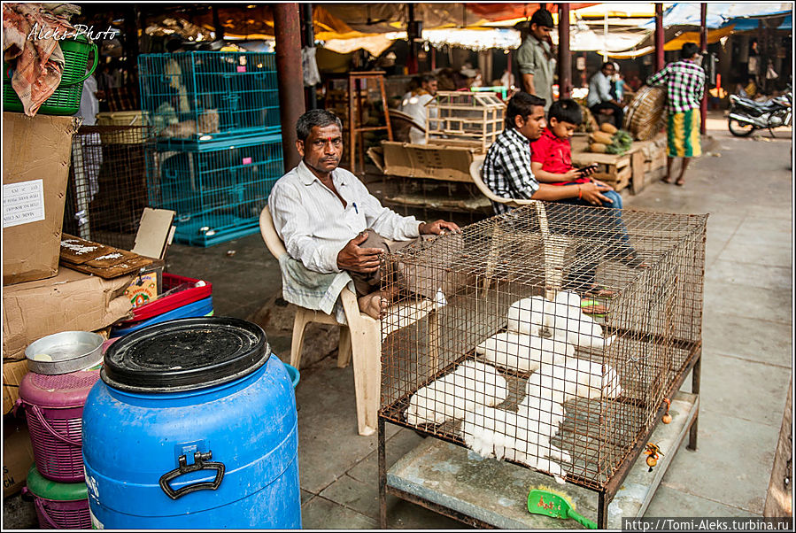 Щенки на продажу. И все — белые. Какая-то любовь у индийцев к белым собакам...
* Мумбаи, Индия