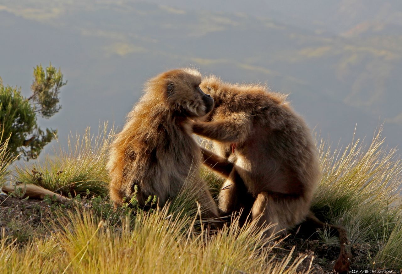 Два часа в стае очаровательных обезьян гелад Сымен Национальный Парк, Эфиопия