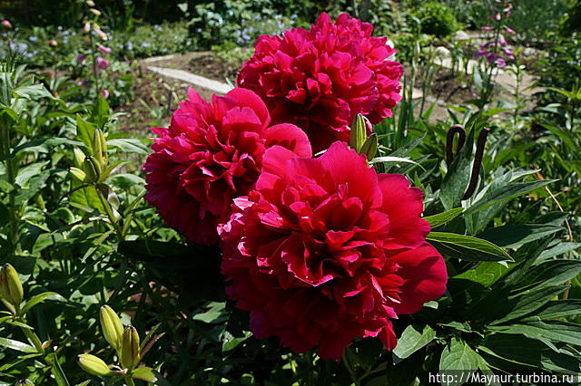 Макушка   лета.  Разнотравье,  разноцветье Южно-Сахалинск, Россия