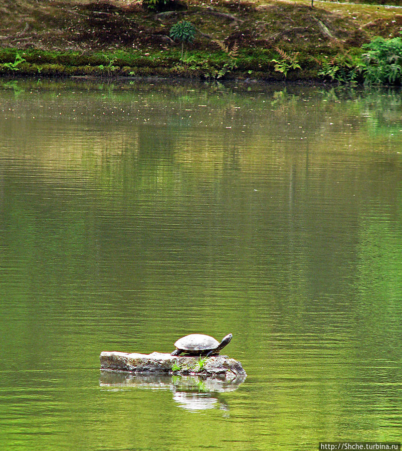 черепаха, пародирующая Баскова Киото, Япония
