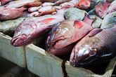 Стоимость обычных сортов рыбы, колеблется от 15 тысяч рупий до 60 тысяч (1,5 – 5 долларов) за килограмм.

Редкие представители морской фауны обойдутся подороже.