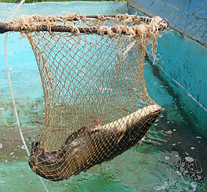 рыба локо в армении. Смотреть фото рыба локо в армении. Смотреть картинку рыба локо в армении. Картинка про рыба локо в армении. Фото рыба локо в армении рыба локо в армении. Смотреть фото рыба локо в армении. Смотреть картинку рыба локо в армении. Картинка про рыба локо в армении. Фото рыба локо в армении