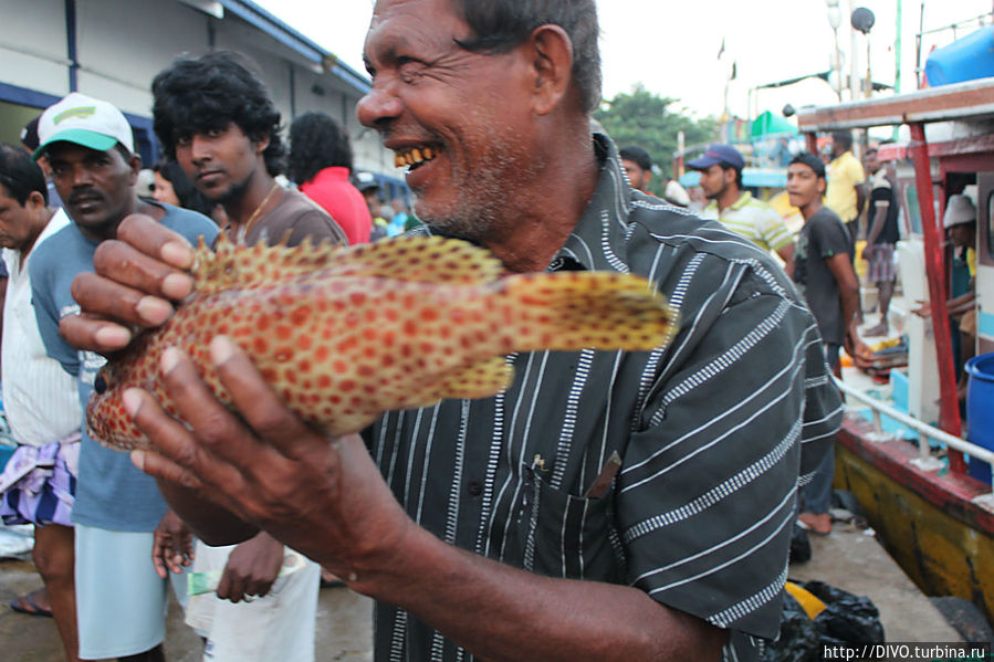 Рыбный рынок в Берувале Берувала, Шри-Ланка