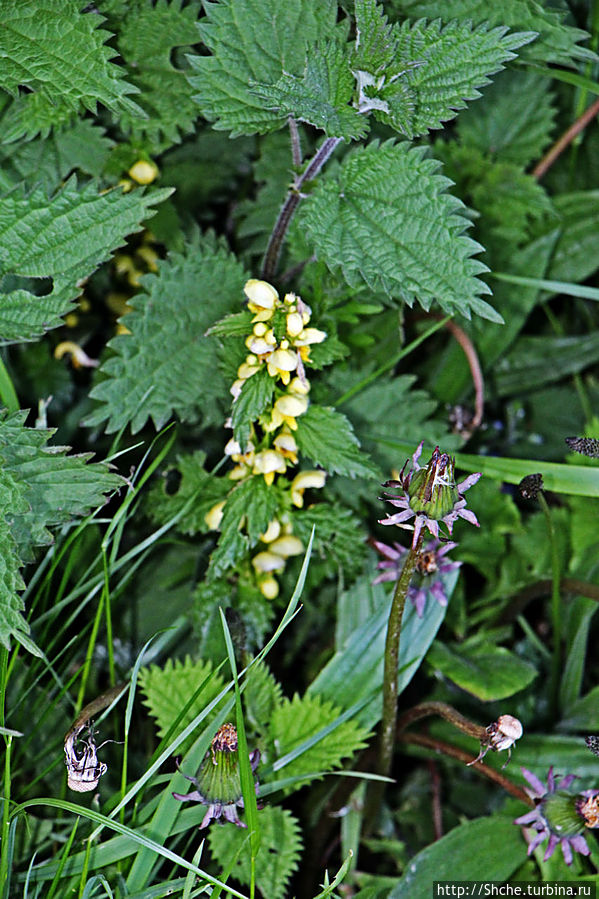 цветущая крапива