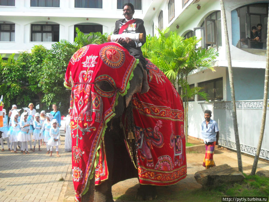 Праздничный слоник в Хиккадуве. Хиккадува, Шри-Ланка