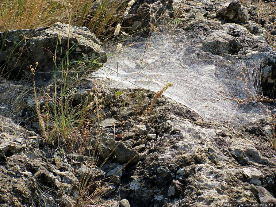 Вместо потоков воды царствуют пауки Зеленогорье, Россия