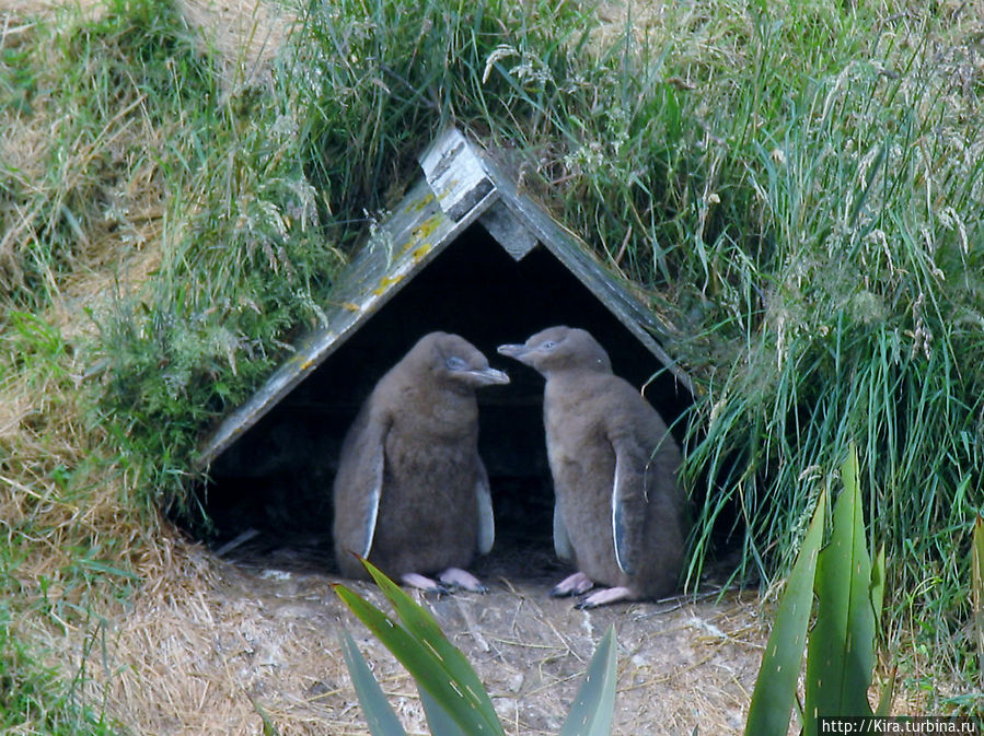 Otago Peninsula, Penguins Район Отаго, Новая Зеландия