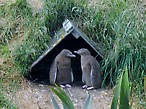 Otago Peninsula, Penguins