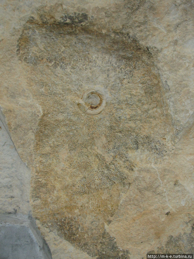 На камне  можно разглядеть окаменелость-брахиопод и многочисленные отпечатки листиков папоротников. Свердловская область, Россия