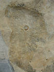 На камне  можно разглядеть окаменелость-брахиопод и многочисленные отпечатки листиков папоротников.